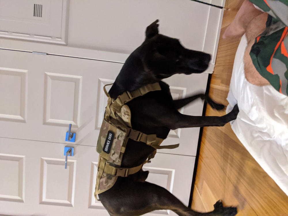 Heavy Duty Tactical Dog Vest & Leash - Customer Photo From Paula Naples