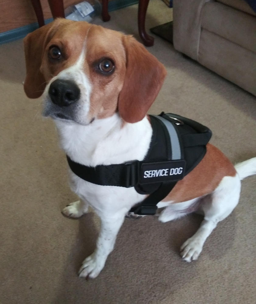 Service Dog Vest With Handle - Customer Photo From Gary Carlile