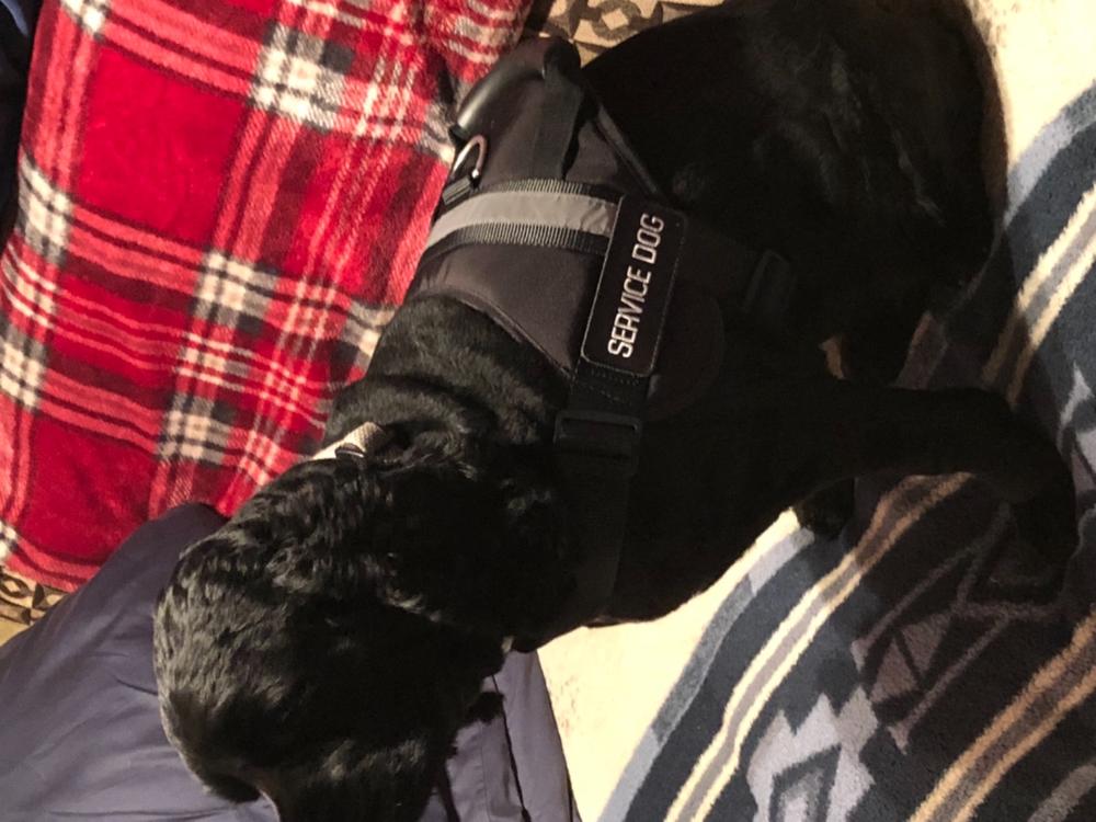 Service Dog Vest With Handle - Customer Photo From Timothy B.