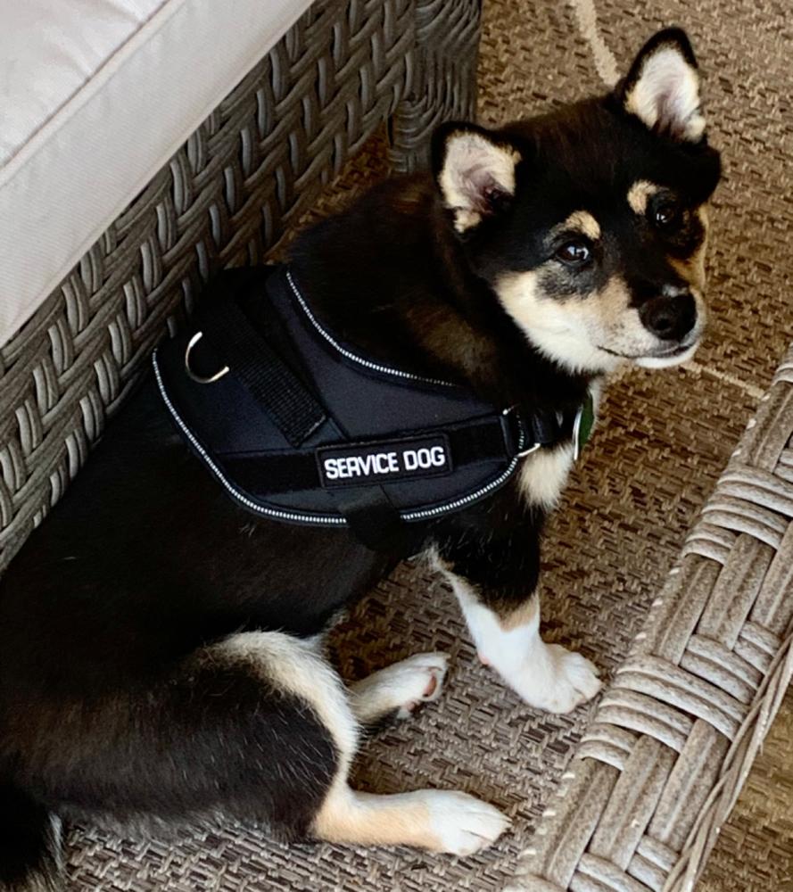 Service Dog Vest w/ Handle Deluxe Registration Package - Customer Photo From William Wood