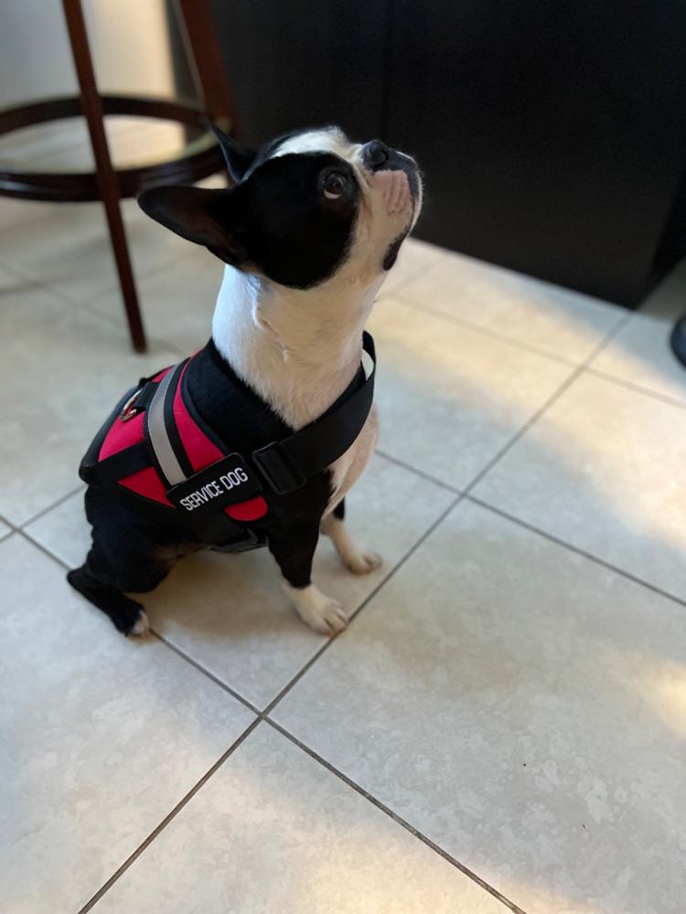 Service Dog Vest w/ Handle Deluxe Registration Package - Customer Photo From Yesid Cespedes