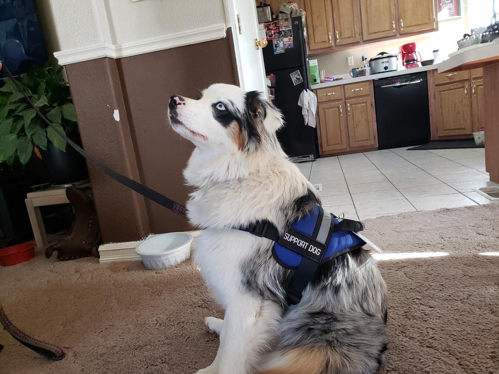 Emotional Support Animal Handle Vest Basic Package - Customer Photo From Krystyne (.