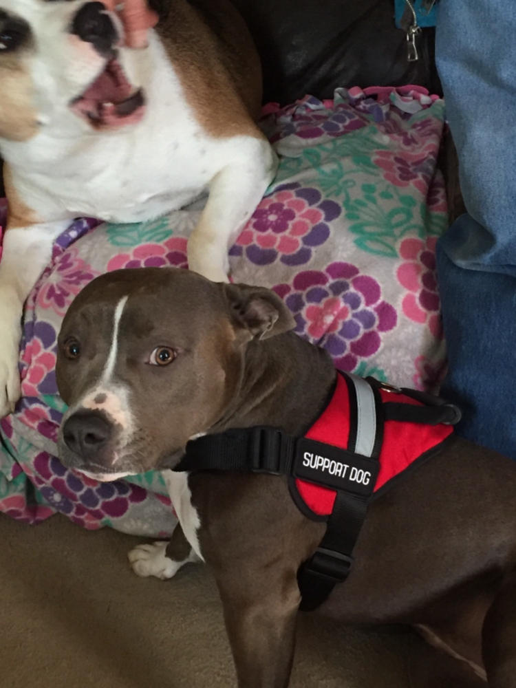 Emotional Support Animal Handle Vest Basic Package - Customer Photo From Amy Kennard