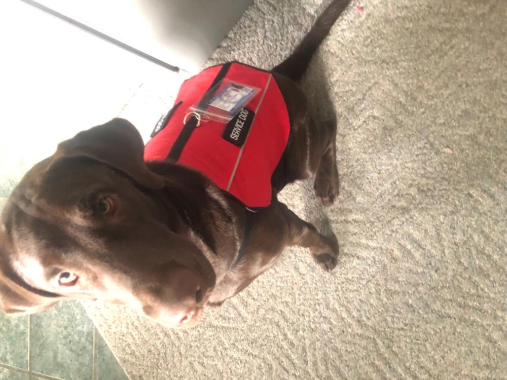 Emotional Support Animal Handle Vest Basic Package - Customer Photo From Garrett B.