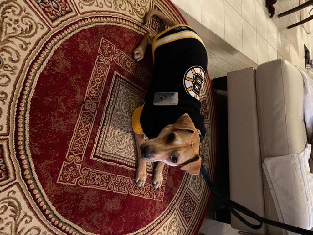 Boston Bruins NHL Dog Sweater - Customer Photo From massimo o.