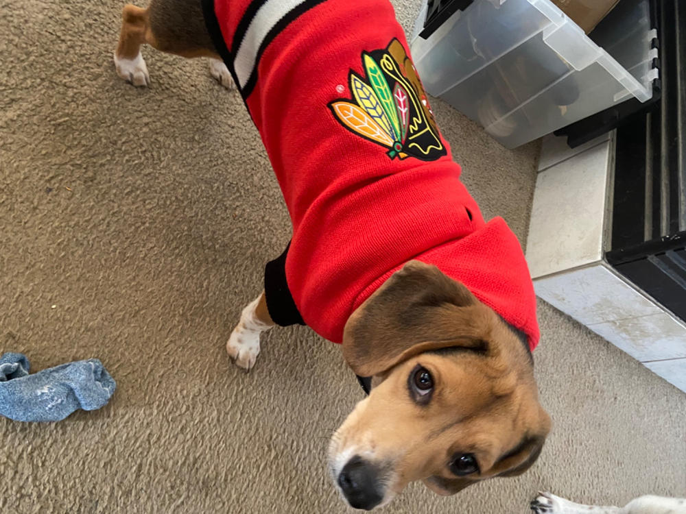 Chicago Blackhawks NHL Dog Sweater - Customer Photo From Connie B.