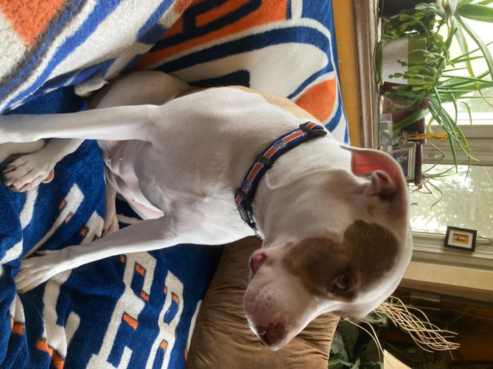Edmonton OILERS NHL Dog Collar - Customer Photo From Deejah Ross