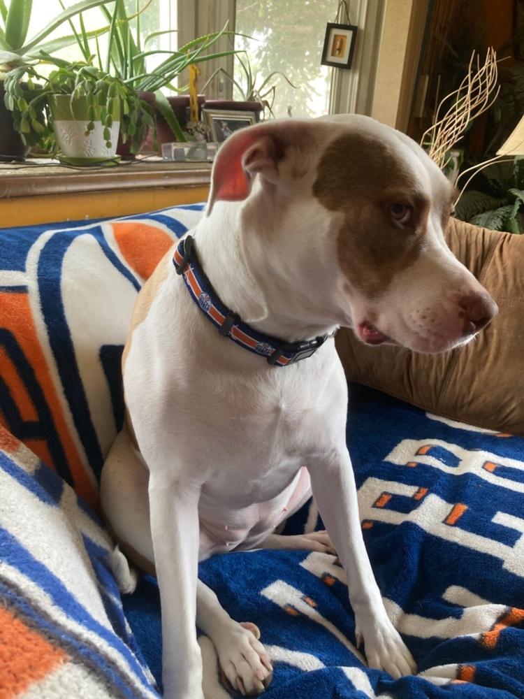 Edmonton OILERS NHL Dog Collar - Customer Photo From Deejah Ross