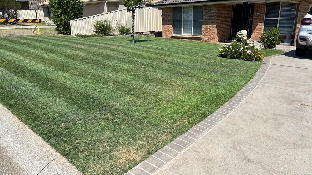 3-Day Green Lawn Fertiliser Concentrate - Customer Photo From David Barlow