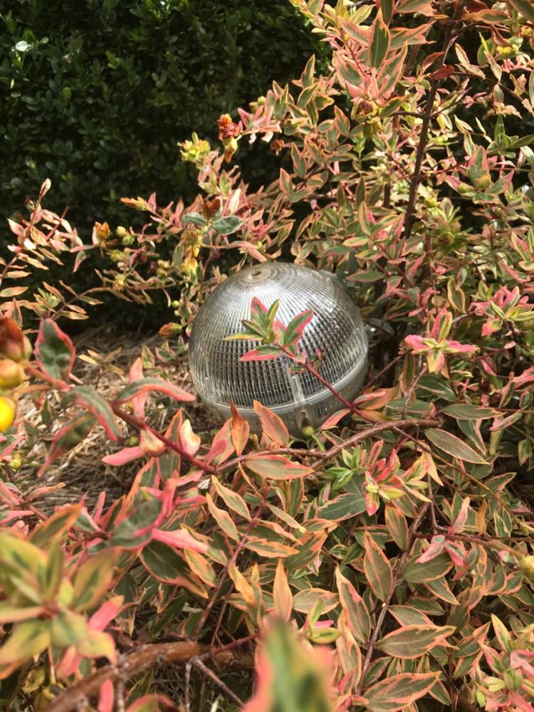 Solar Garden Globe | Decorative | 52LED | RADIANCE - Customer Photo From Sharon Plunkett