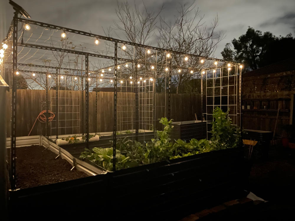 Solar Festoon Lights | Starter Set | Warm White | 25 Bulbs | FIESTA - Customer Photo From Vanessa Mumford