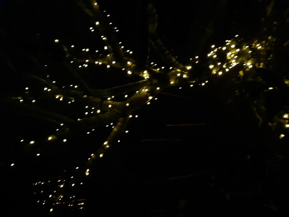 Solar Fairy Lights | Warm White | 150 LED | 16.5m | PIXIE - Customer Photo From Meredith Gillespie