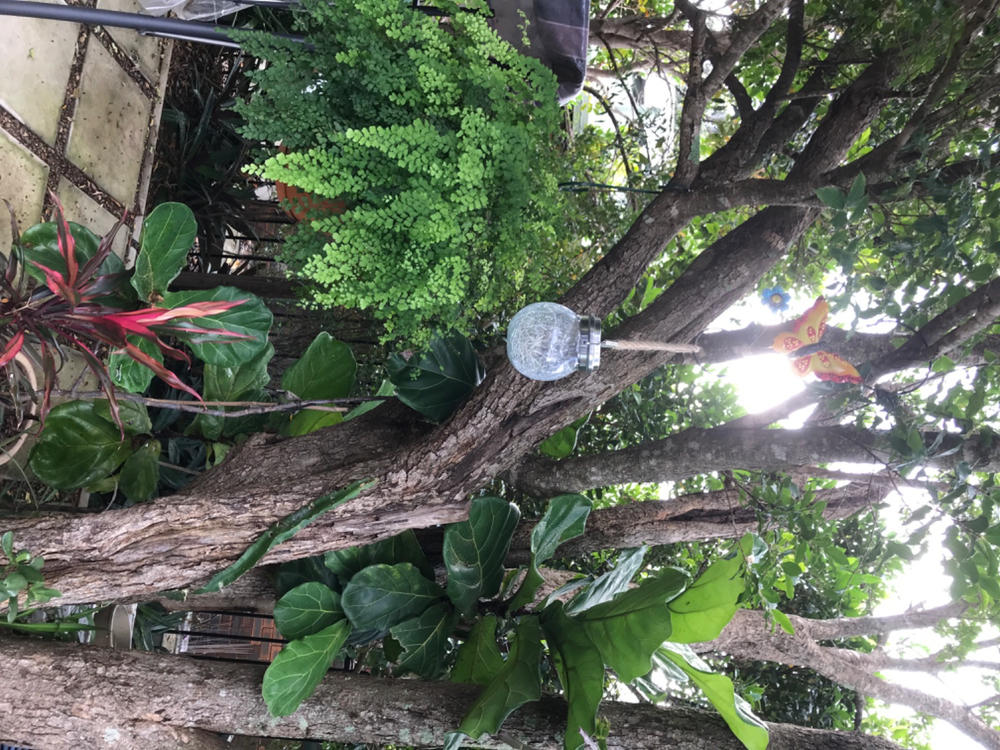 Solar Jar Light | Crackle Glass Lantern | 40LED | SPARKLE - Customer Photo From Glenda Whiteford 