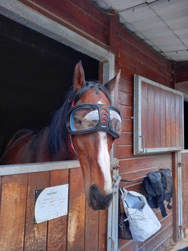Masque cheval eVysor eQuick 100% anti-UV - transparent - - Customer Photo From Carine FOLLET