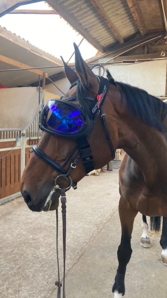 Masque cheval eVysor eQuick 100% anti-UV - blue mirror - - Customer Photo From Clara Asseo