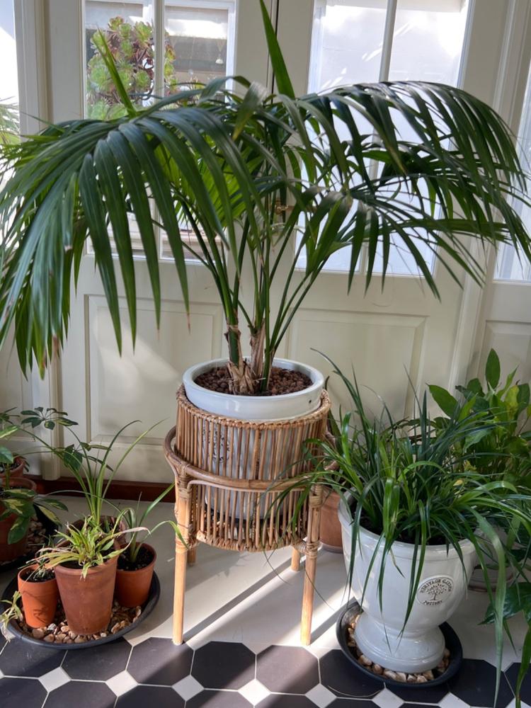 Tedim Planter Stand - Customer Photo From Anonymous