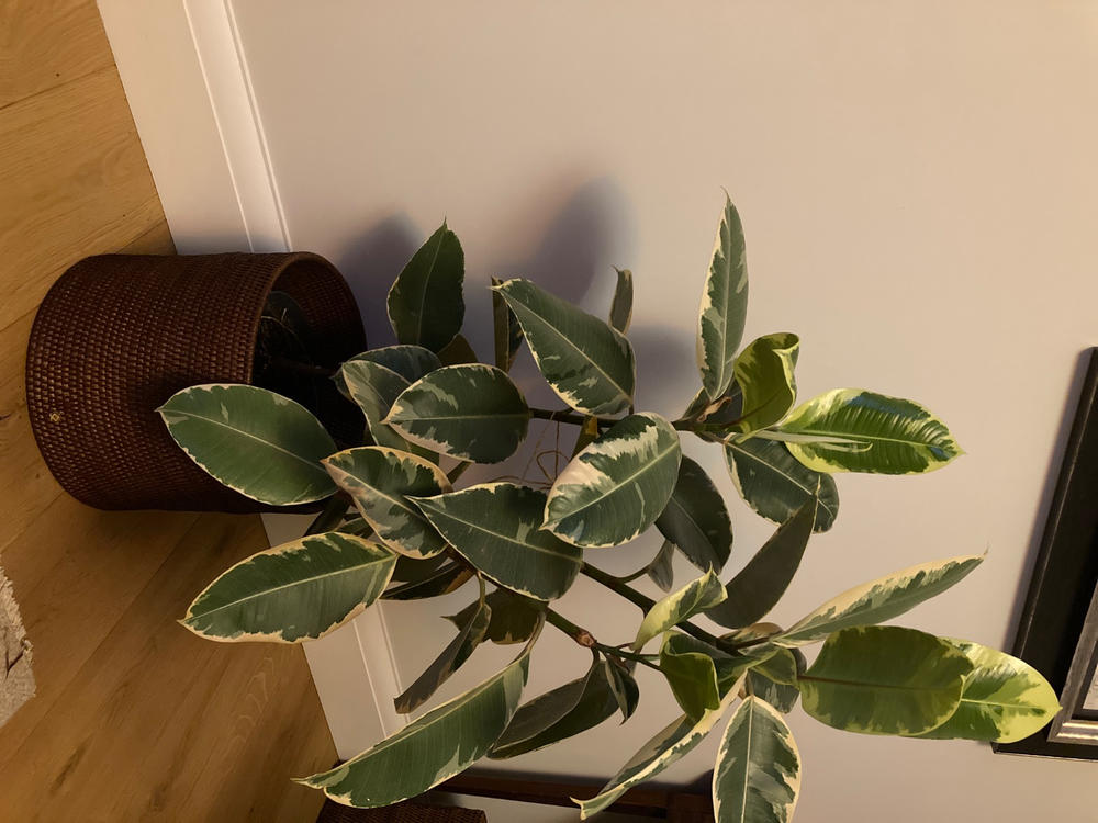 Rangoon Rattan Planter - Customer Photo From Anonymous