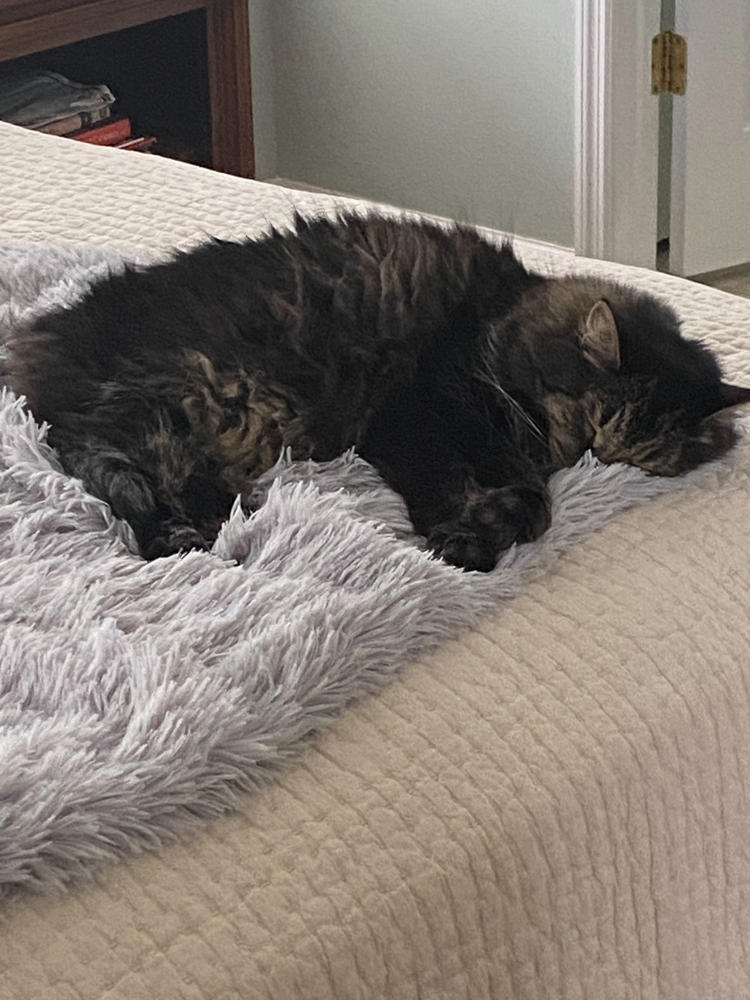 Large Cozy Calming Cat Blanket For Anxiety - Ultra Soft Self-Warming Dog Cat Bed Mat With Cute Prints (Gray, L)