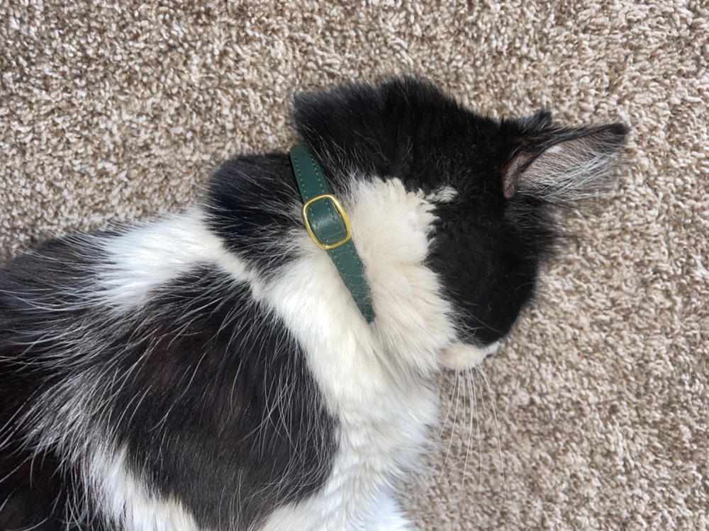 The Best Luxury Cat Collars - Pawsome Couture®