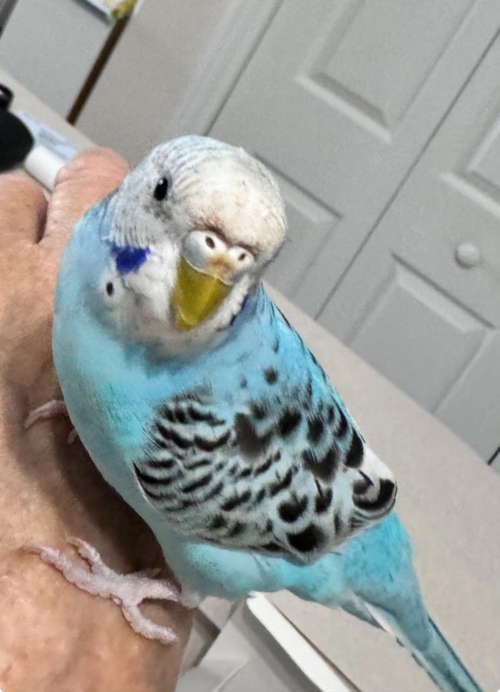 Factory Taxidermy pastel blue budgerigar parakeet Unmounted