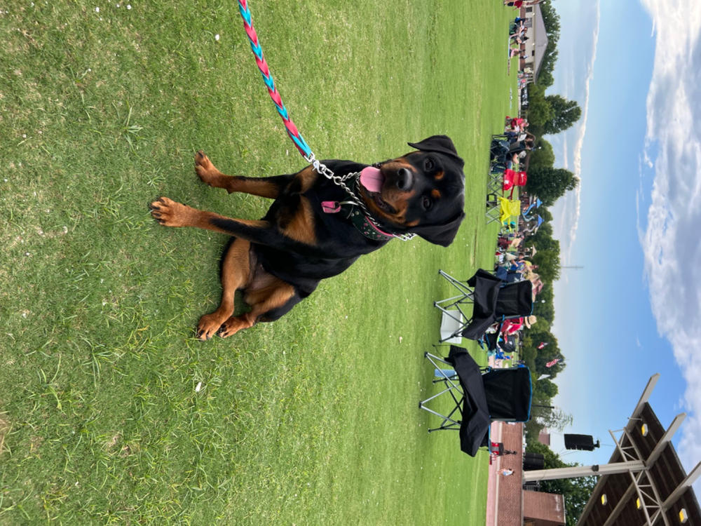 Double Braided Bullhide Leash - Customer Photo From Amber Gracey