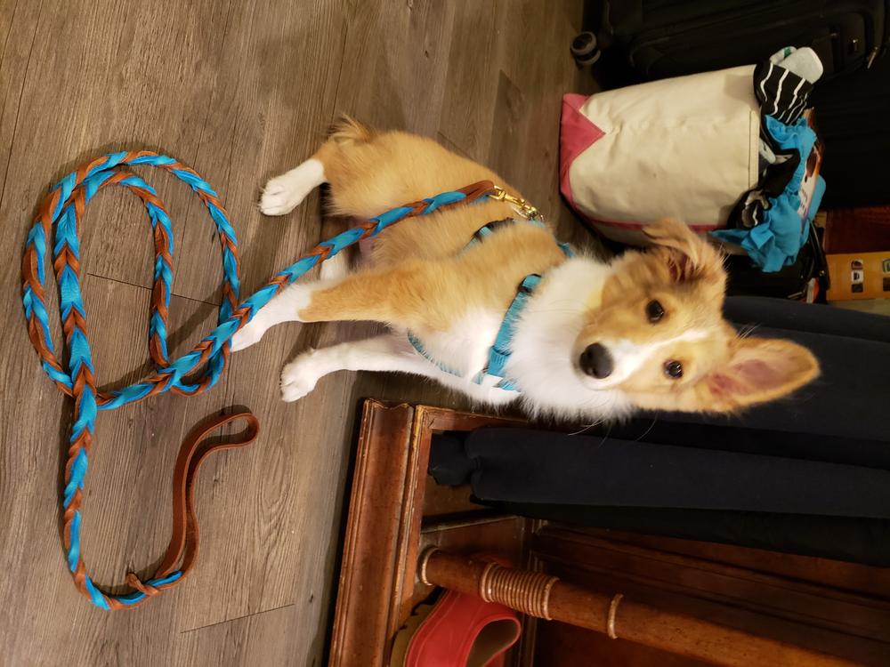 Double Braided Bullhide Leash - Customer Photo From Susan