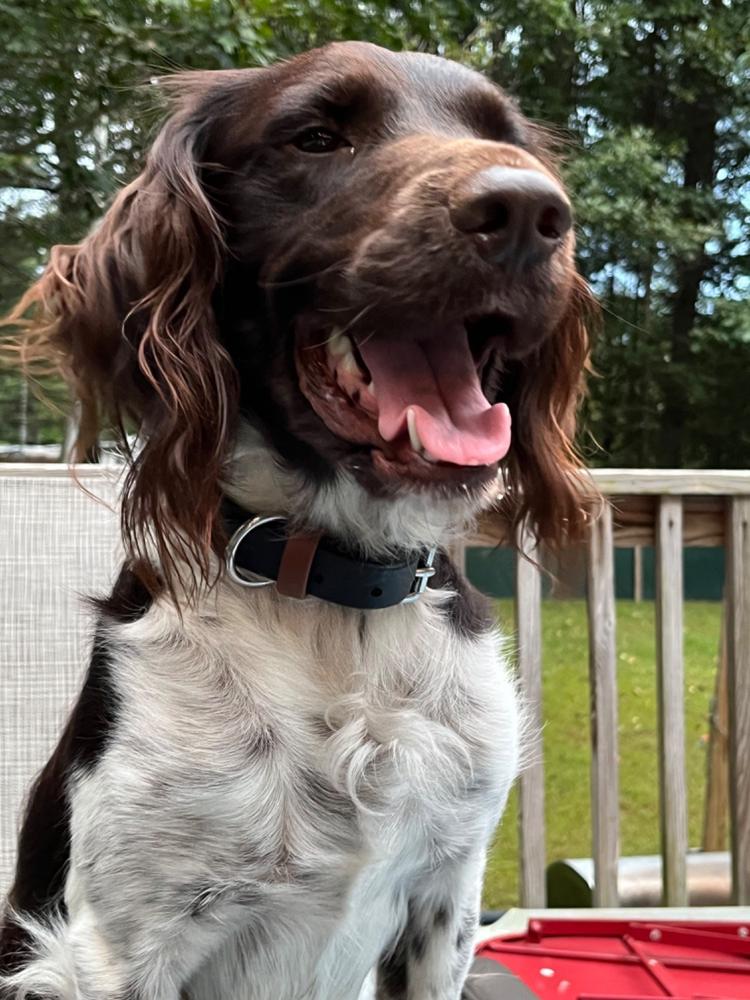 Lakeside 1" Buckle Collar For Fi GPS Trackers - Customer Photo From Kristin Hanscom
