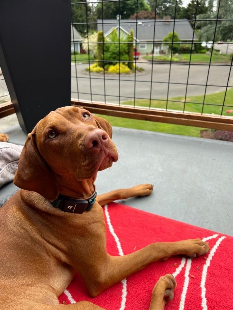 Lakeside 1" Buckle Collar For Fi GPS Trackers - Customer Photo From Jennifer Knoblich