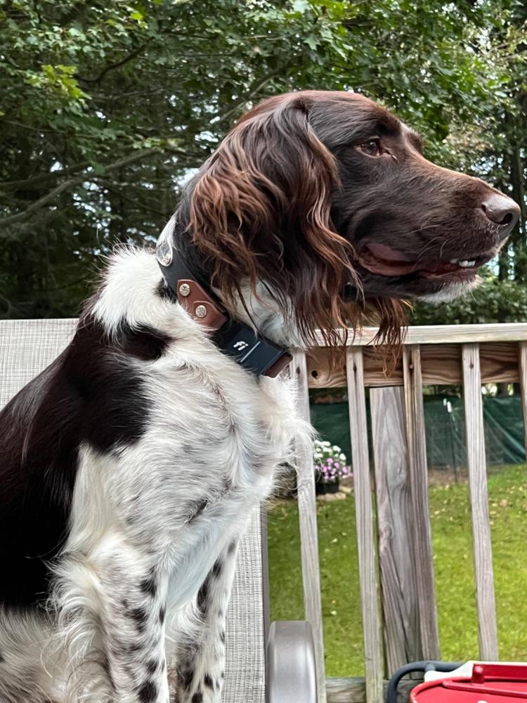 Lakeside 1" Buckle Collar For Fi GPS Trackers - Customer Photo From Kristin Hanscom