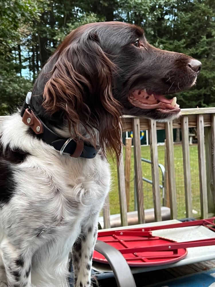 Lakeside 1" Buckle Collar For Fi GPS Trackers - Customer Photo From Kristin Hanscom