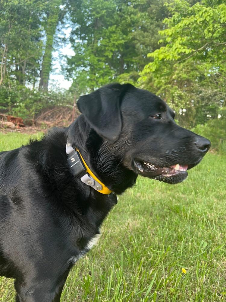 Lakeside 1" Buckle Collar For Fi GPS Trackers - Customer Photo From Brienna Shapiro