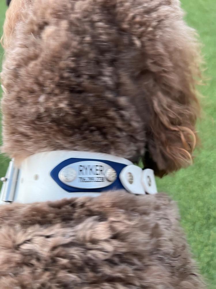 Aspen 1.5" Buckle Collar For Fi GPS Trackers - Customer Photo From Jordan Evans