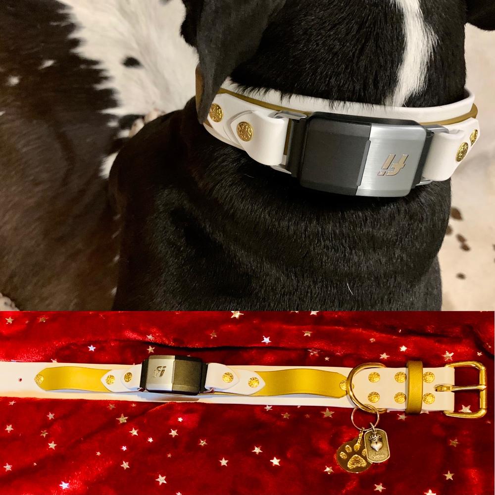 Aspen 1.5" Buckle Collar For Fi GPS Trackers - Customer Photo From Bruce Lawson