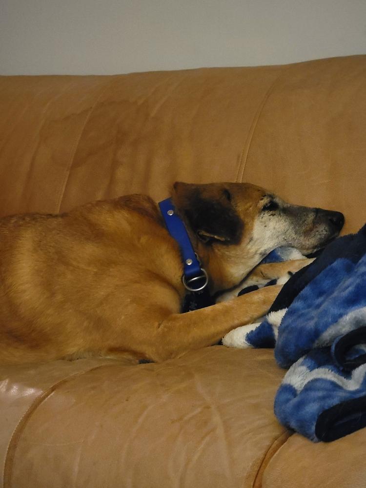 Lakeside 1" Limited Slip Martingale Collar For Fi GPS Trackers - Customer Photo From C Zuckerwise