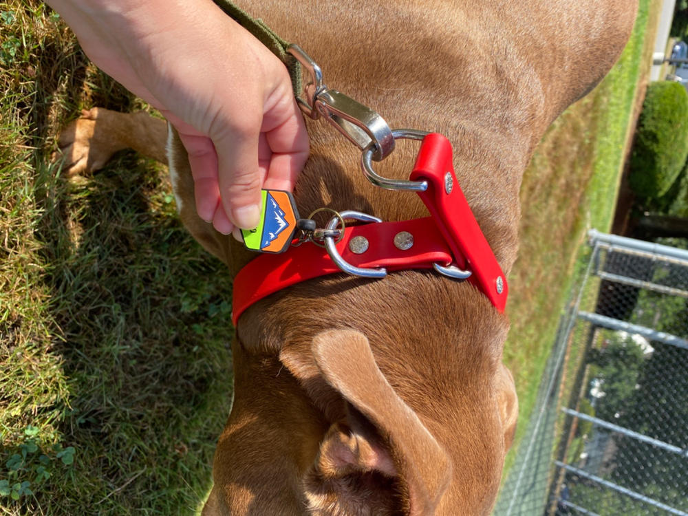 Lakeside 1" Limited Slip Martingale Collar For Fi GPS Trackers - Customer Photo From Lauren Nuse