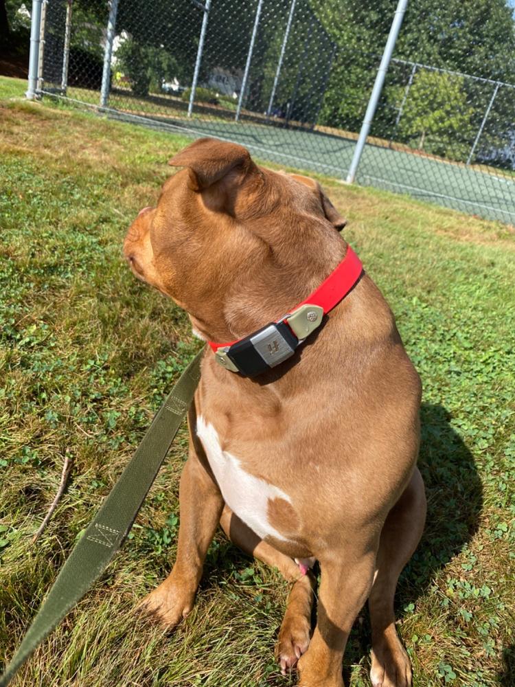 Lakeside 1" Limited Slip Martingale Collar For Fi GPS Trackers - Customer Photo From Lauren Nuse