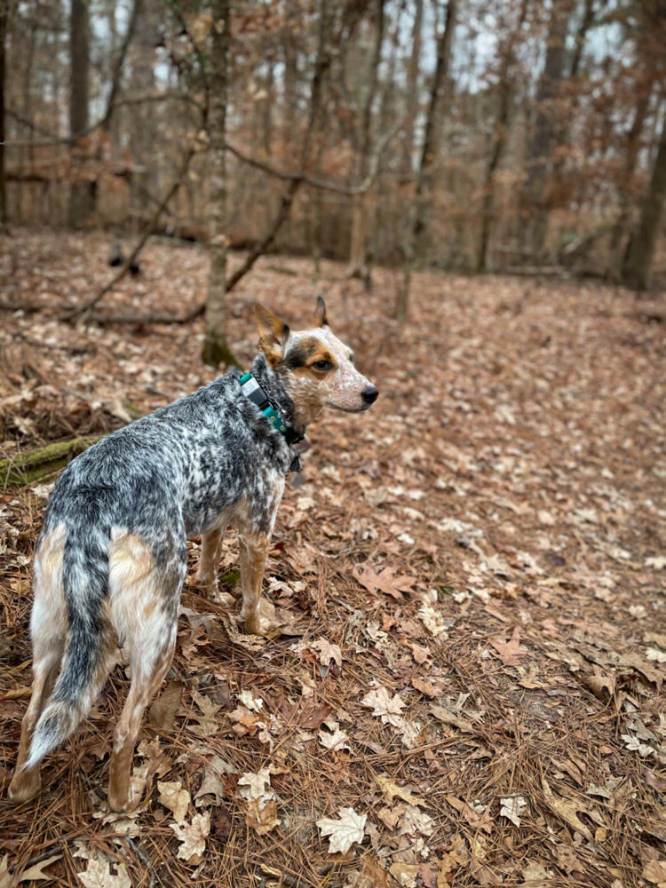 Lakeside 1" Limited Slip Martingale Collar For Fi GPS Trackers - Customer Photo From Emily Griep