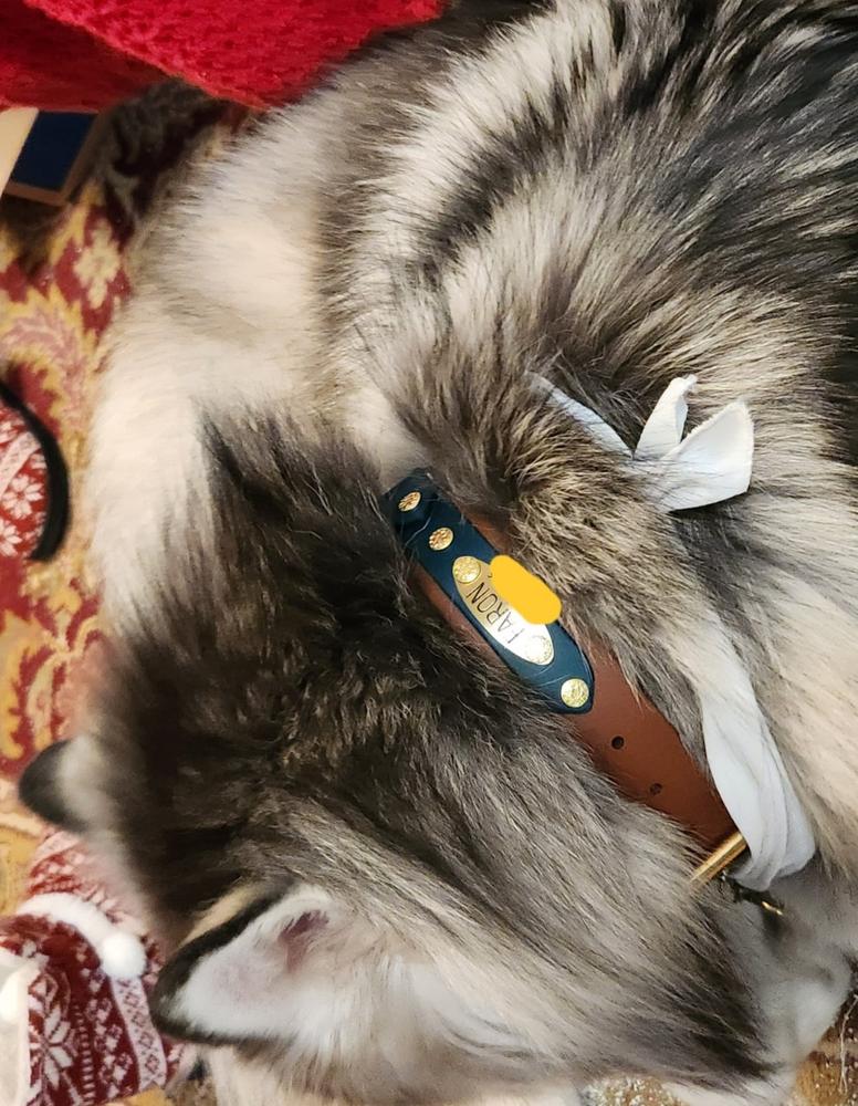 Lakeside 1.5" Buckle Collar For Fi GPS Trackers - Customer Photo From Katherine Vedros