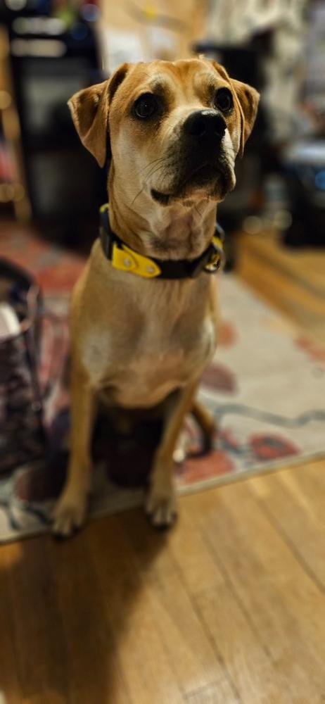 Lakeside 1.5" Buckle Collar For Fi GPS Trackers - Customer Photo From Ian Hussey