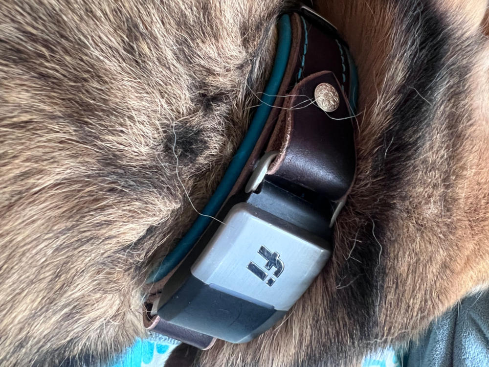 Durango 1" Buckle Collar for Fi GPS Trackers - Customer Photo From Audrey Elgin