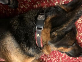 Durango 1" Buckle Collar for Fi GPS Trackers - Customer Photo From PENNY ARMSTRONG