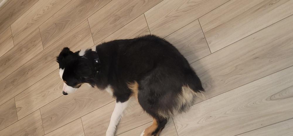 Durango 1" Buckle Collar for Fi GPS Trackers - Customer Photo From Greg Garcia