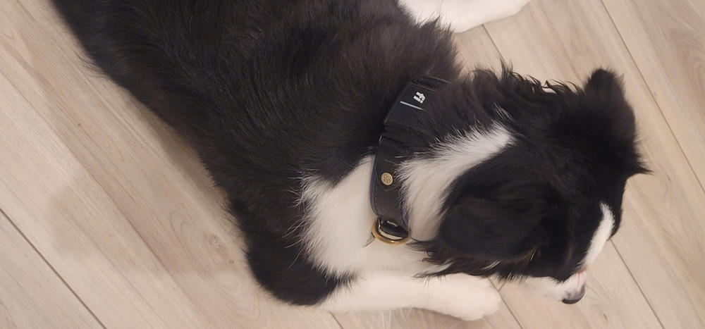 Durango 1" Buckle Collar for Fi GPS Trackers - Customer Photo From Greg Garcia