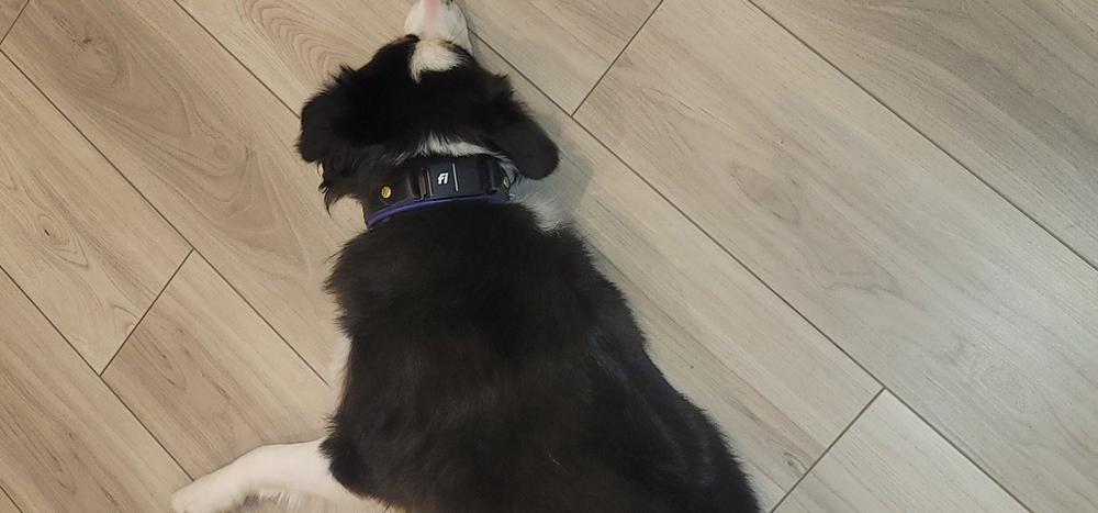 Durango 1" Buckle Collar for Fi GPS Trackers - Customer Photo From Greg Garcia