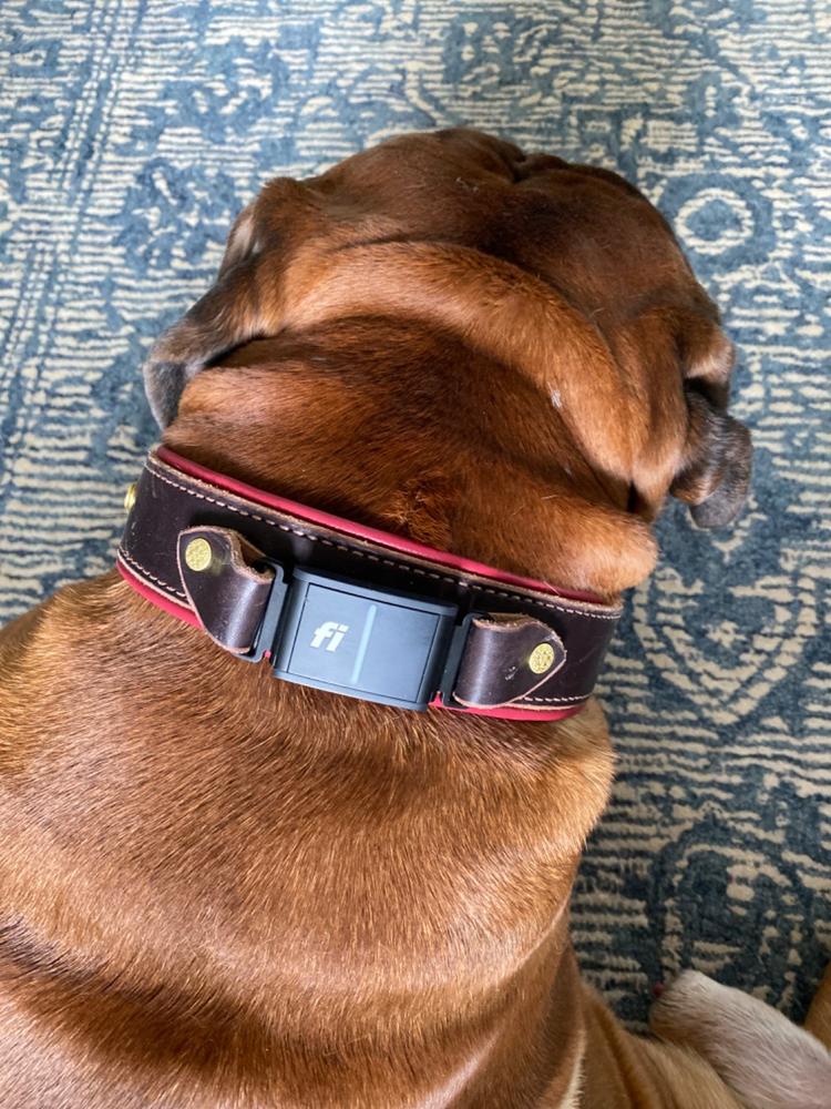 Durango 1.5" Buckle Collar for Fi GPS Trackers - Customer Photo From Philip Robinson