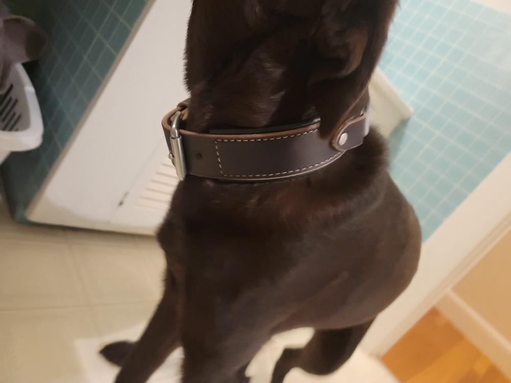 Durango 1.5" Buckle Collar for Fi GPS Trackers - Customer Photo From Edward Cullan