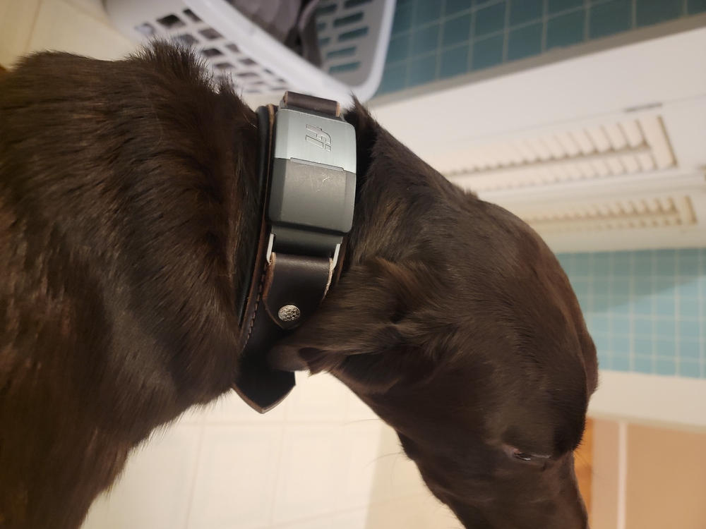Durango 1.5" Buckle Collar for Fi GPS Trackers - Customer Photo From Edward Cullan
