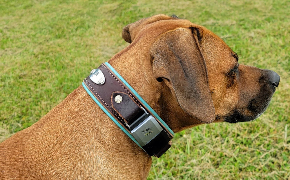 Durango 1.5" Buckle Collar for Fi GPS Trackers - Customer Photo From Patricia Ferdinandi