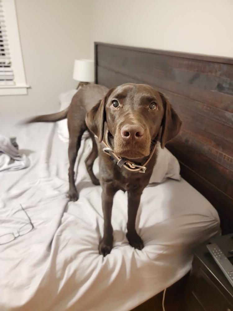 Durango 1.5" Buckle Collar for Fi GPS Trackers - Customer Photo From Edward Cullan