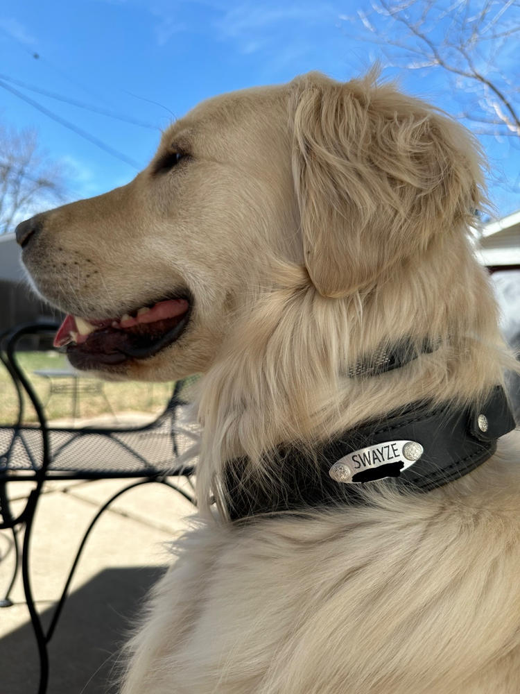 Durango 1.5" Buckle Collar for Fi GPS Trackers - Customer Photo From Quincey Kippley